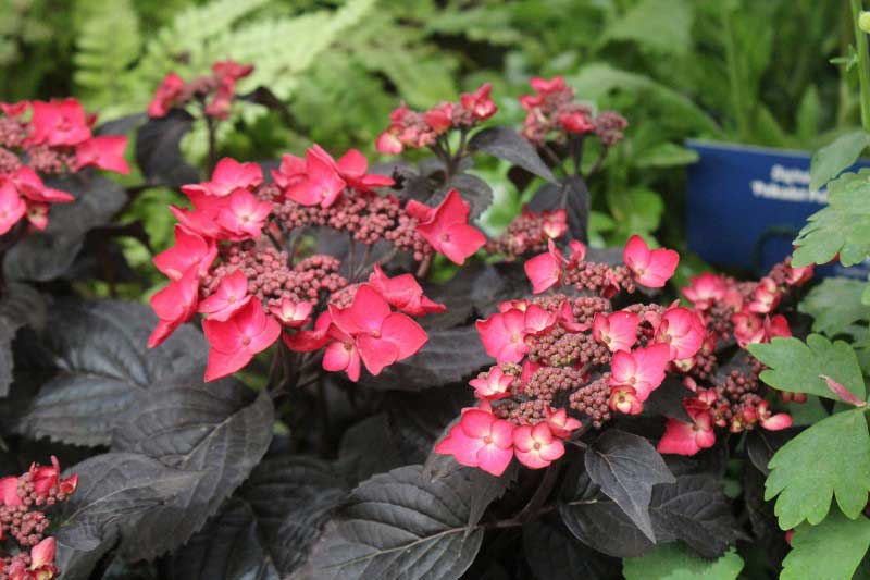 Hortensia Velvet Night Red Lace, plante primée au Chelsea Flower Show 2026