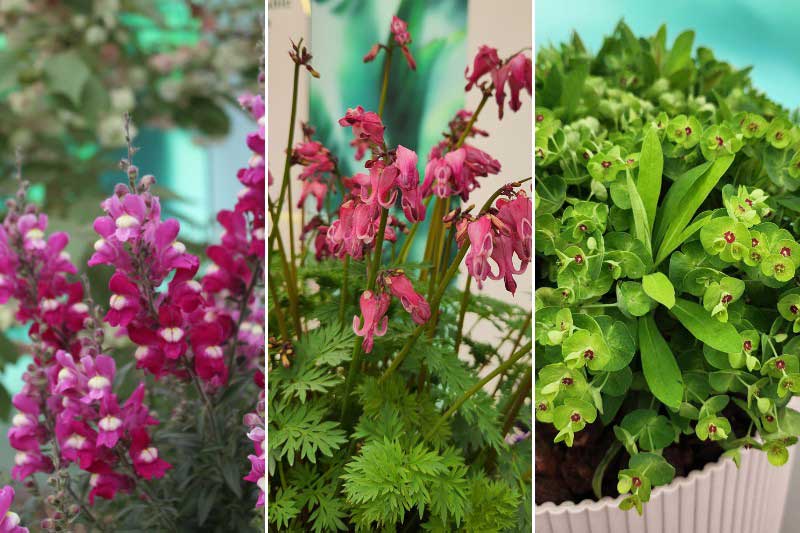 Plantes coup de cœur ou finalistes au Chelsea Flower Show 2026