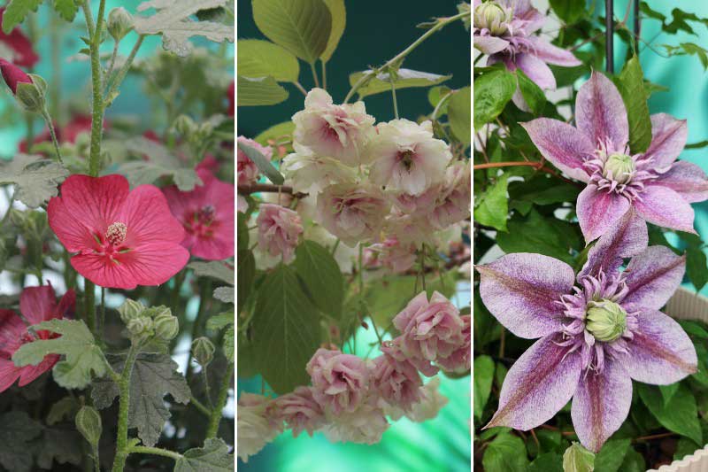 Nos plantes coup de cœur au Chelsea Flower Show 2026