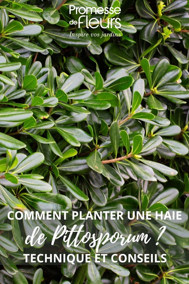 feuillage de pittosporum