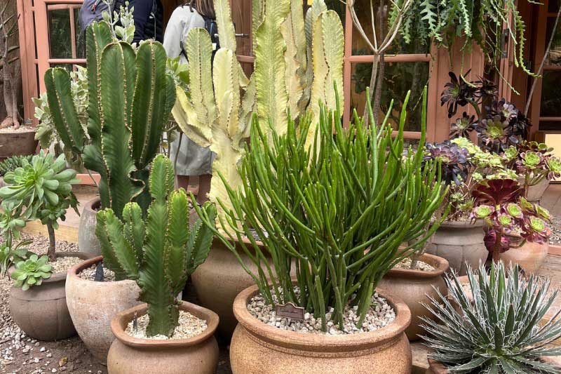 Jardin primé Chelsea Flower Show, An ode to endurance
