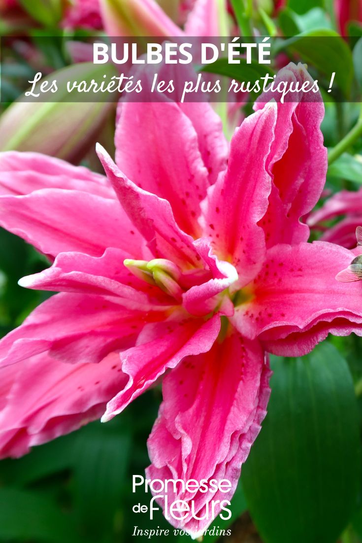 Lilium regale