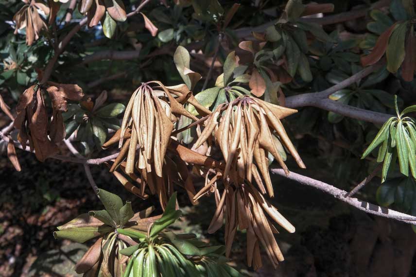 Pittosporum : flétrissement du feuillage lié à une maladie cryptogamique