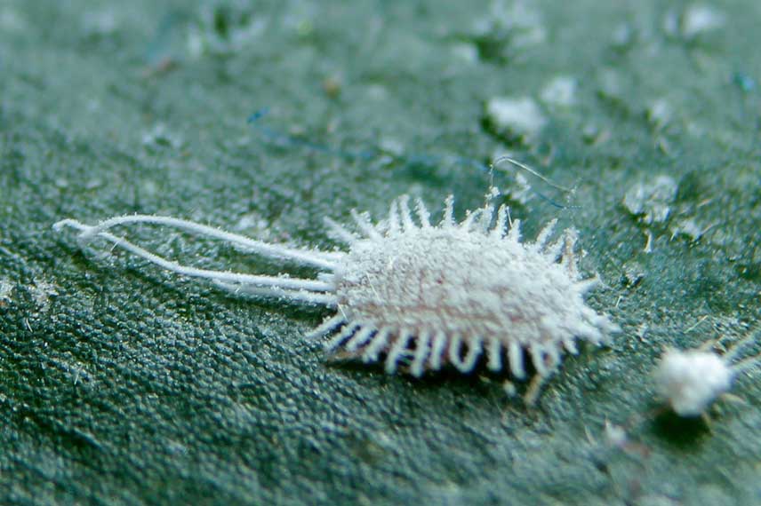 Les maladies et parasites du Pittosporum : cochenilles