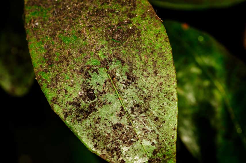 Les maladies et parasites du Pittosporum : la fumagine