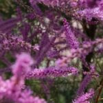 5 belles idées pour associer le tamaris
