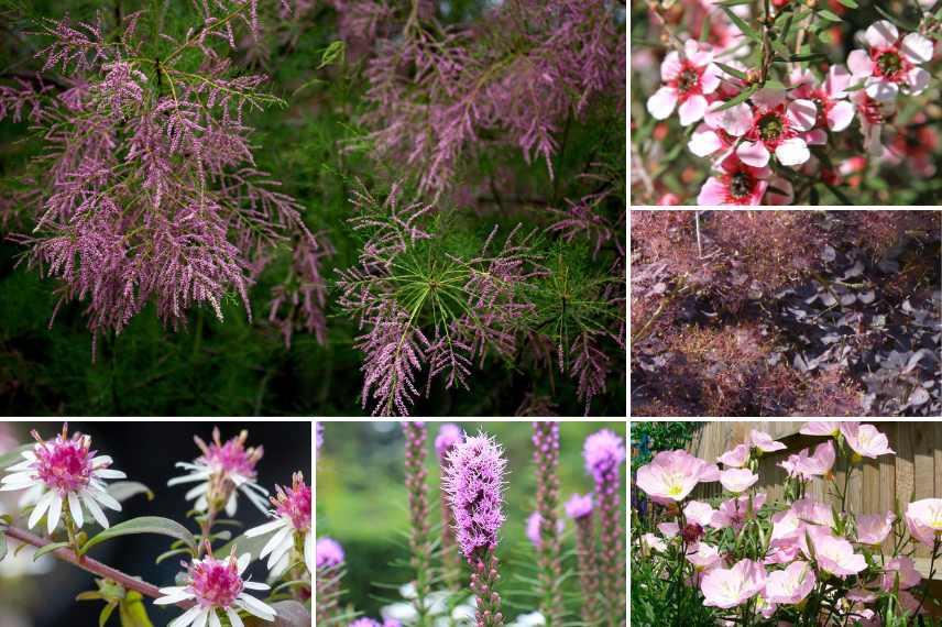 idees massif avec tamaris jardin rose