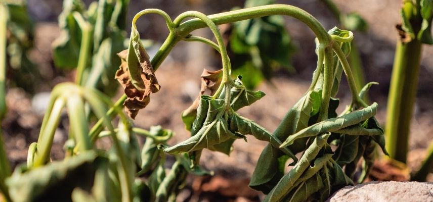 une plante assoiffée