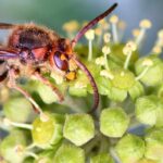 Frelons : ces plantes et fruits qui les attirent au jardin