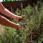 Comment rajeunir un vieux romarin par la taille ?
