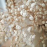 Comment faire sécher la gypsophile ?
