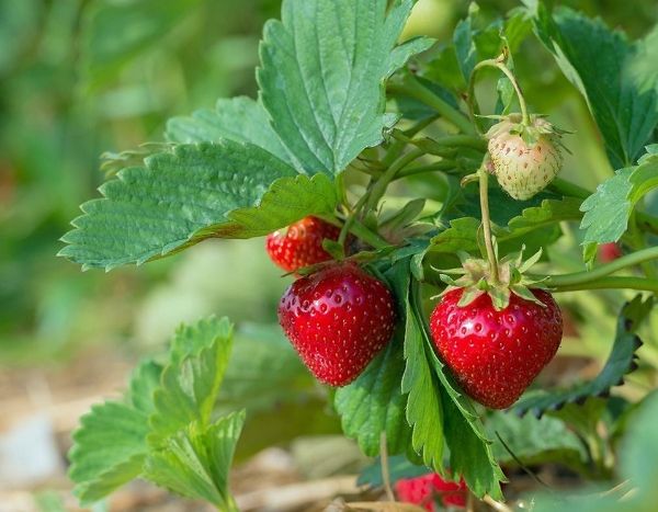 Comment prolonger la récolte des fraises en été ?