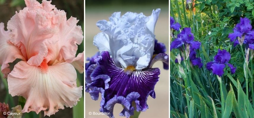 grands iris des jardins