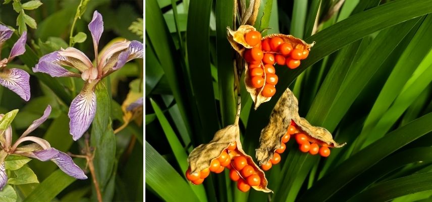 iris foetidissima