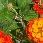 Maladies et parasites du lantana : comment les reconnaître et les traiter ?