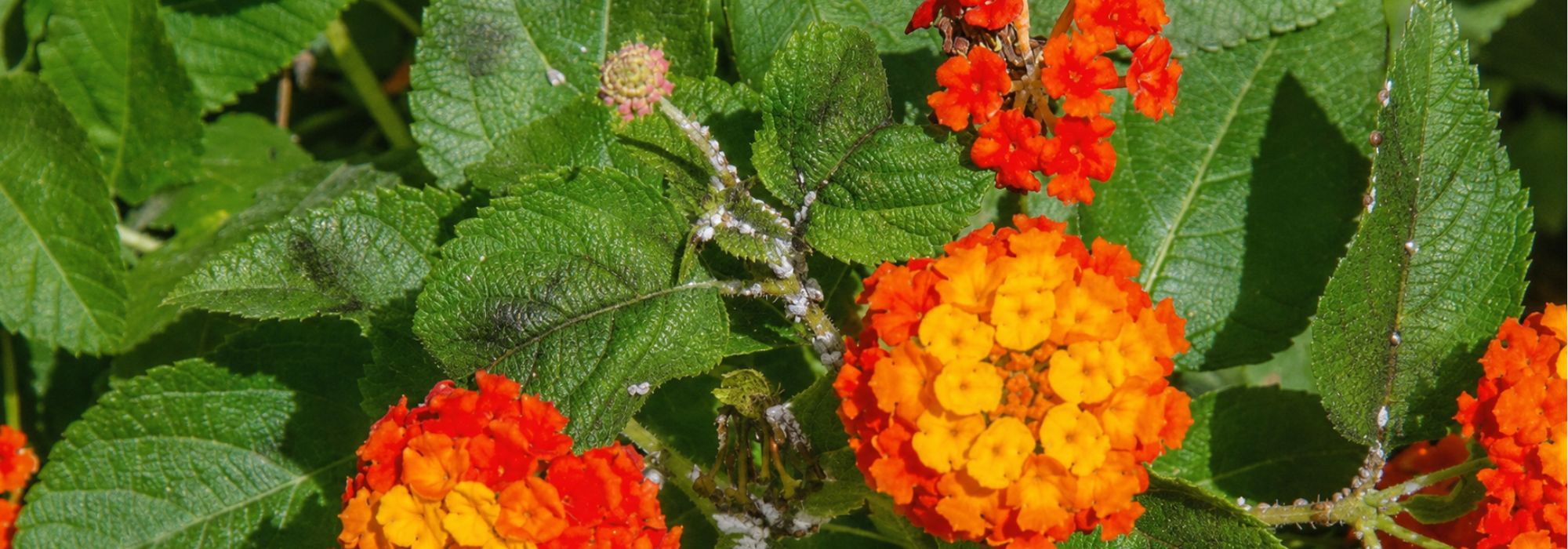 Maladies et parasites du lantana : comment les reconnaître et les traiter ?