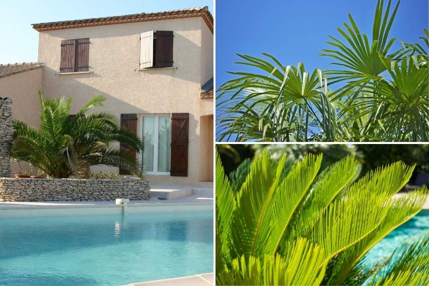 choix de plantes pour piscine