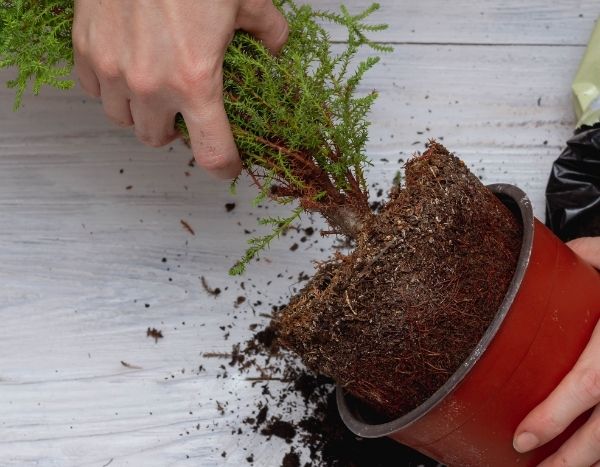 Comment réhydrater la motte d'une plante complètement sèche ?