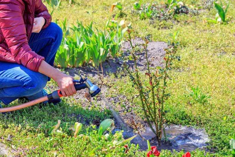 Cuvette d'arrosage pour retenir l'eau au pied des plantes