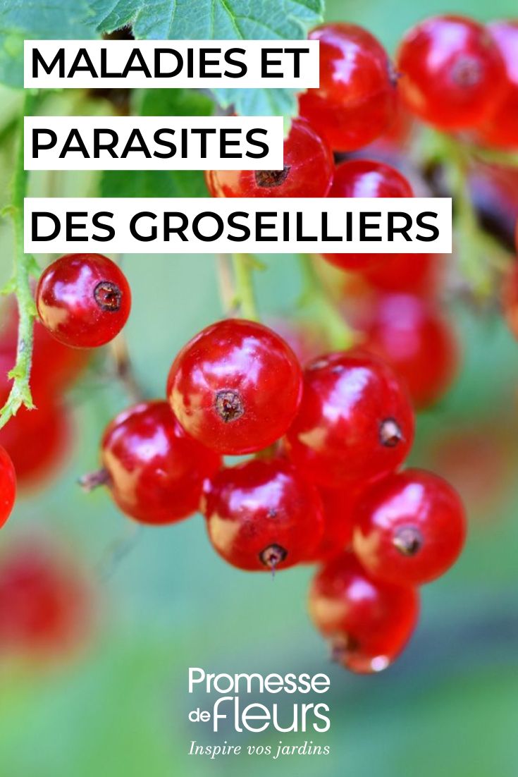 soigner les groseilliers