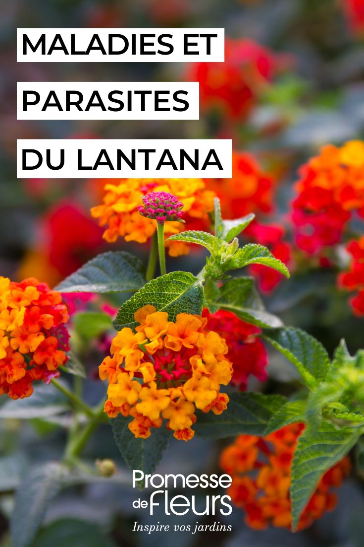 fleurs de lantana