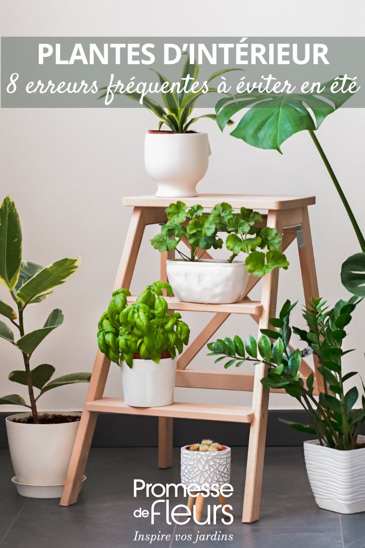 plantes d'intérieur