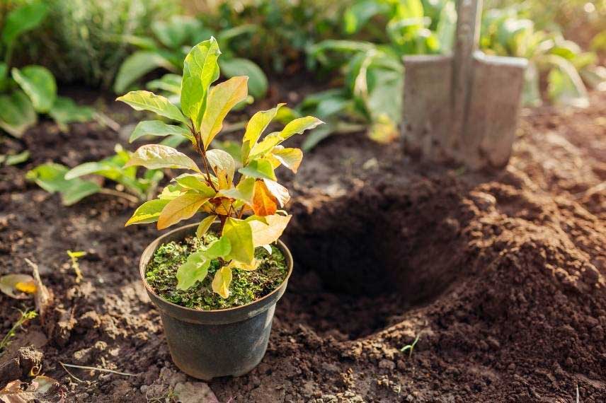 Remplacement des plantes grillées par la sécheresse. Plantation automnale.