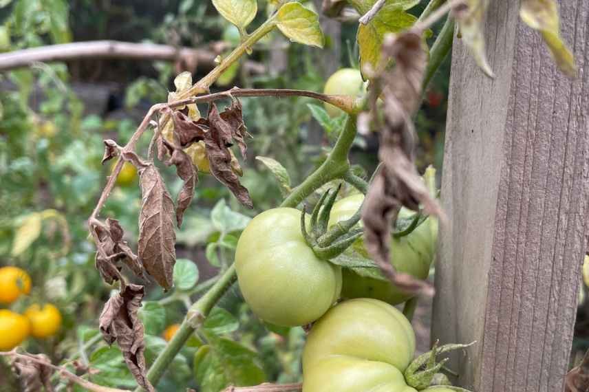 légumes du potager après la canicule 