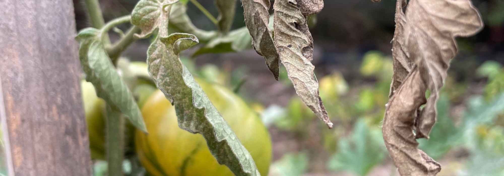 Potager : que faire des plants de légumes qui ont souffert de la canicule ?