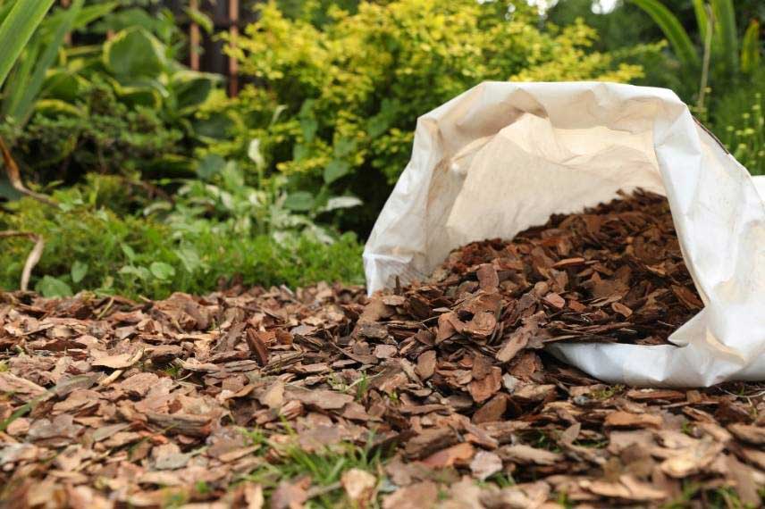 Paillage organique - Renouvellement après une canicule