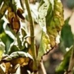 Comment aider les arbres et arbustes à repartir après un été sec ?