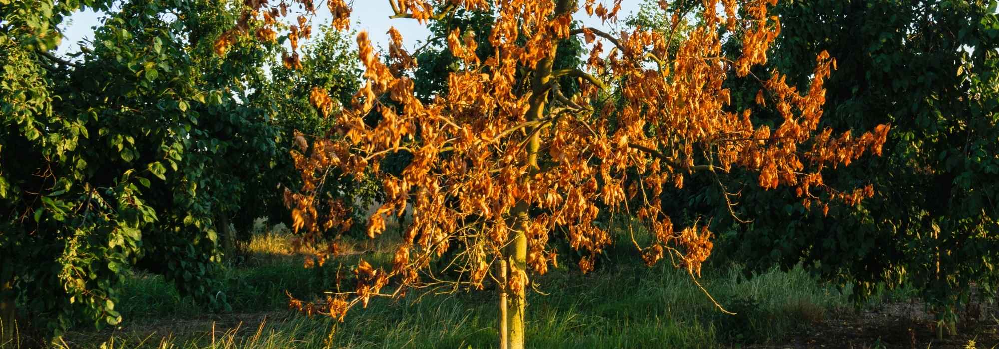 Comment savoir si une plante a survécu à la canicule ?