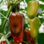 Pourquoi mes poivrons ne donnent-ils pas de fruits ?
