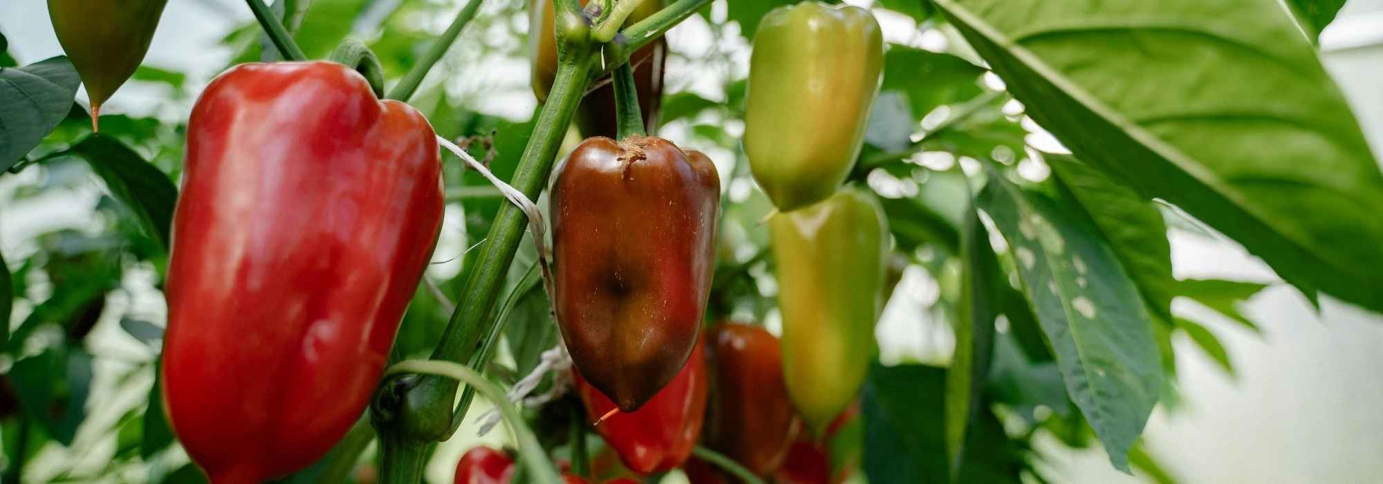 Pourquoi mes poivrons ne donnent-ils pas de fruits ?