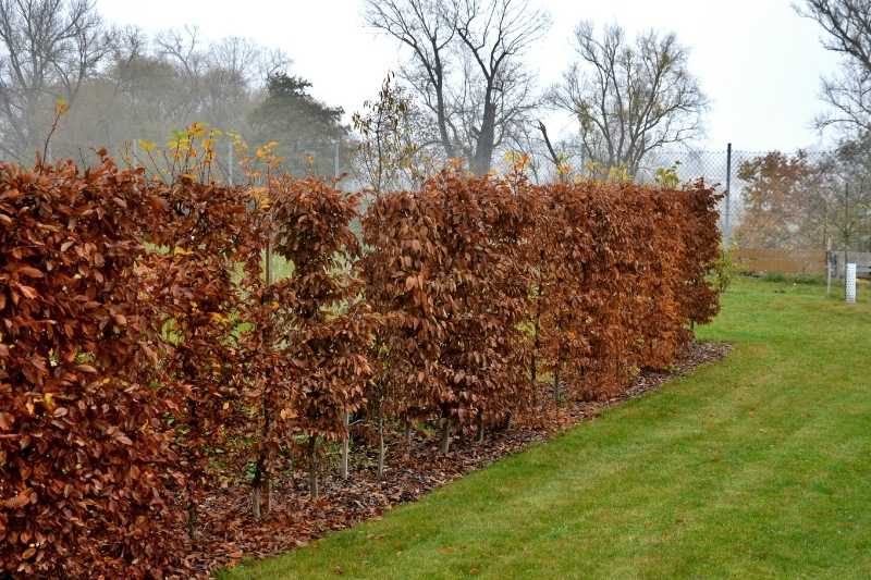 haie peu large de Carpinus betulus ou charmilles