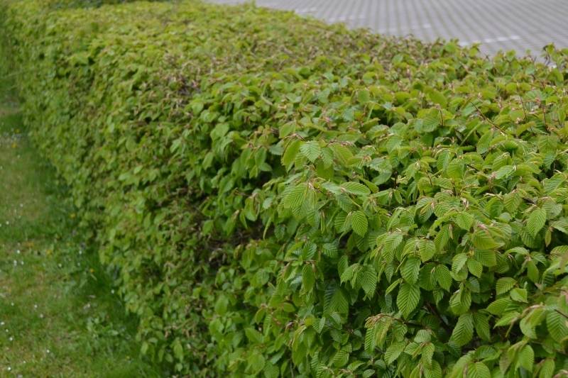 une haie de Carpinus betulus large