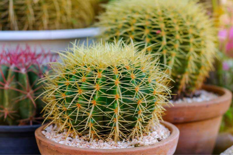 Echinocactus grusonii, Coussin de belle-mère