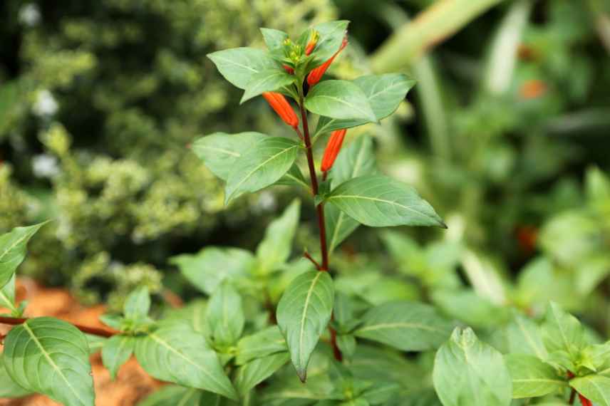 comment avoir une floraison généreuse de Cuphéa ?