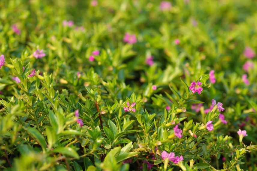 cuphea floraison généreuse : que faire ?