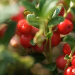 Quels petits fruits récolter en automne ?