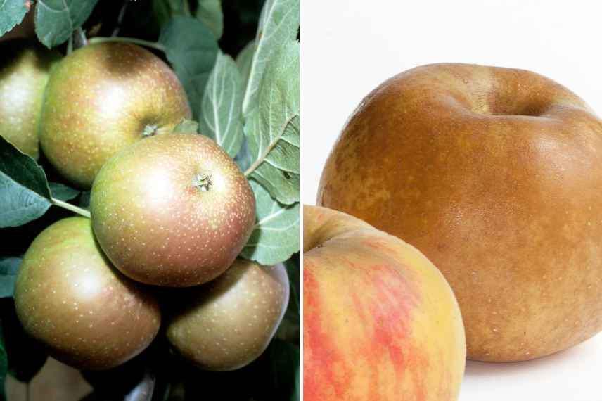 pommes conservation hiver