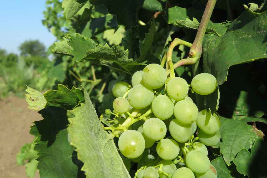 vigne fruitier à récole d'automne