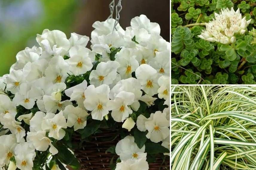 associer pensées jardiniere automne