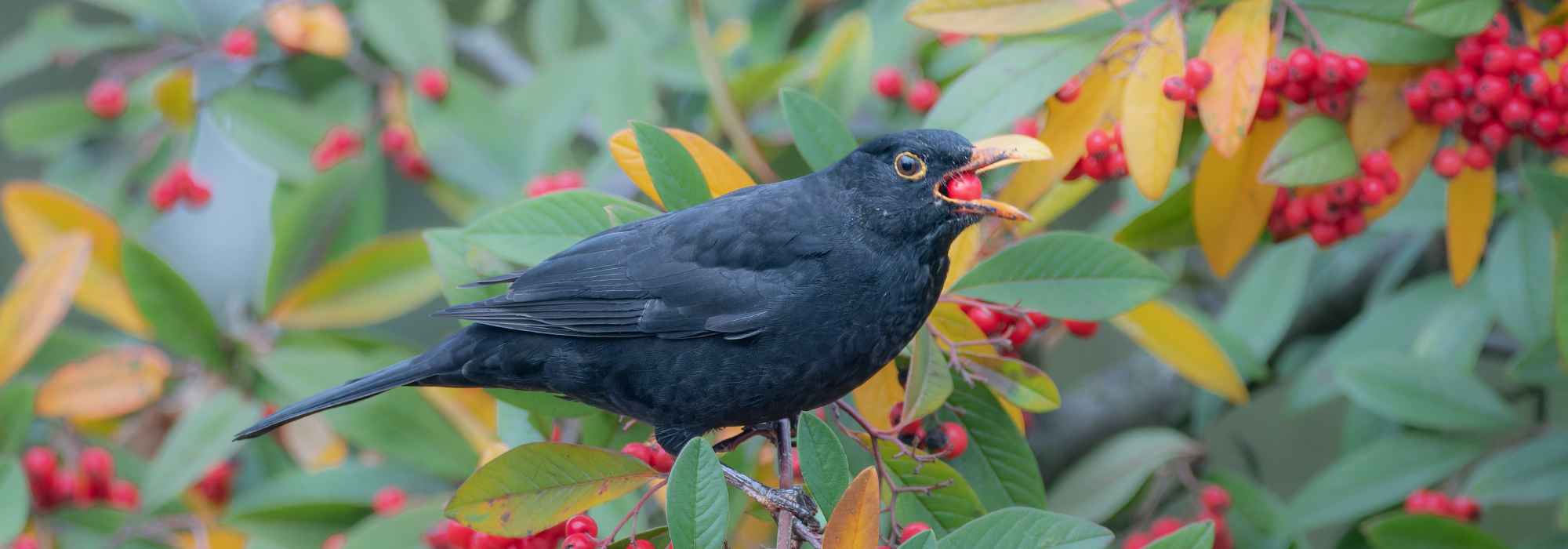 Quelles baies laisser aux oiseaux du jardin en automne et en hiver ?