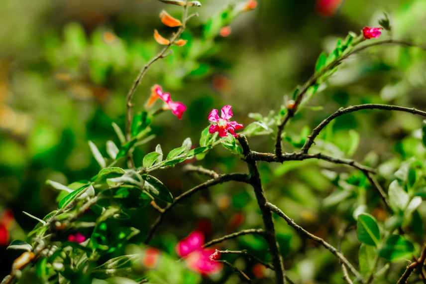 cuphea hyssopifolia, soins pour floraison abondante