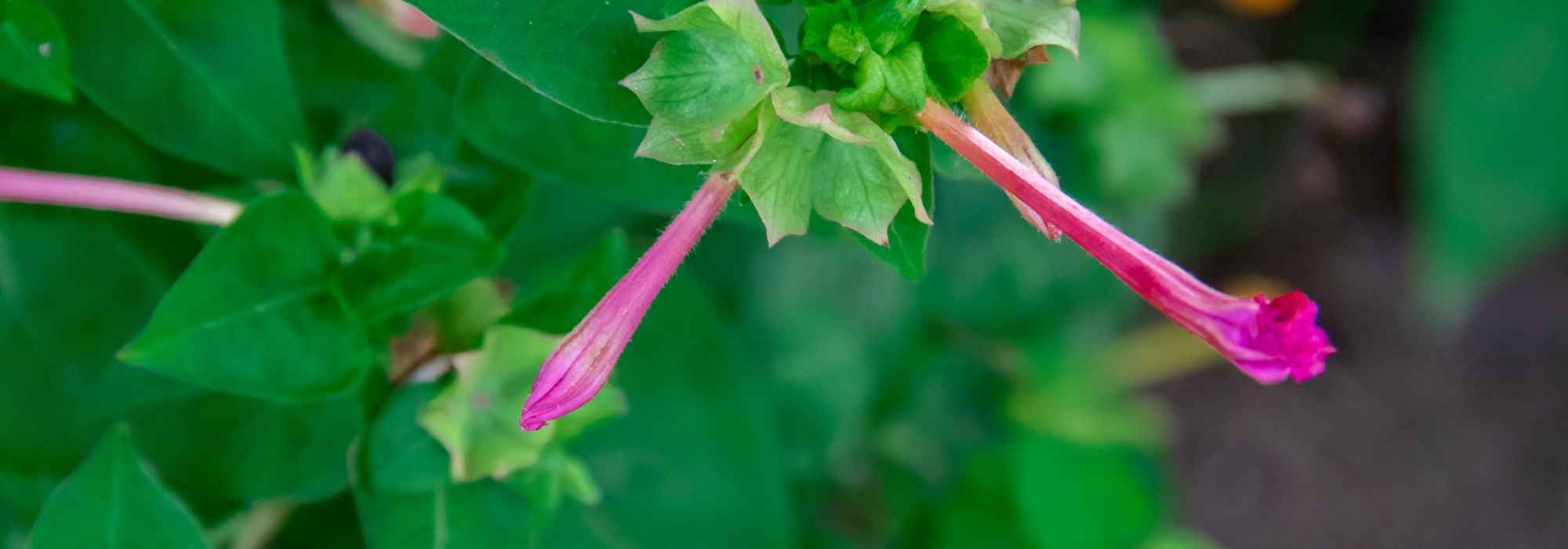 Comment entretenir un Cuphea pour le garder fleuri longtemps ?