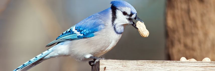 Geai bleu