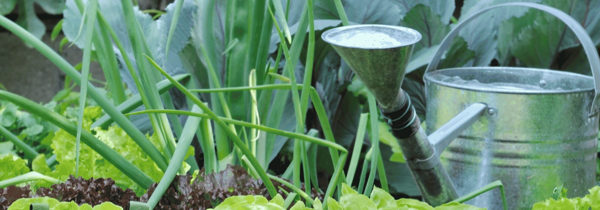 Et si l'eau du robinet freinait les légumes du potager ?