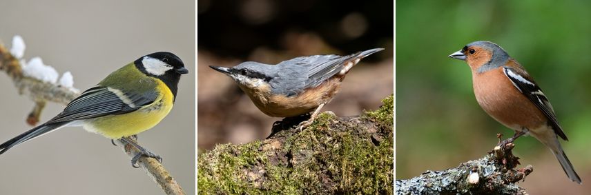 quel oiseau aime les graines de tournesol