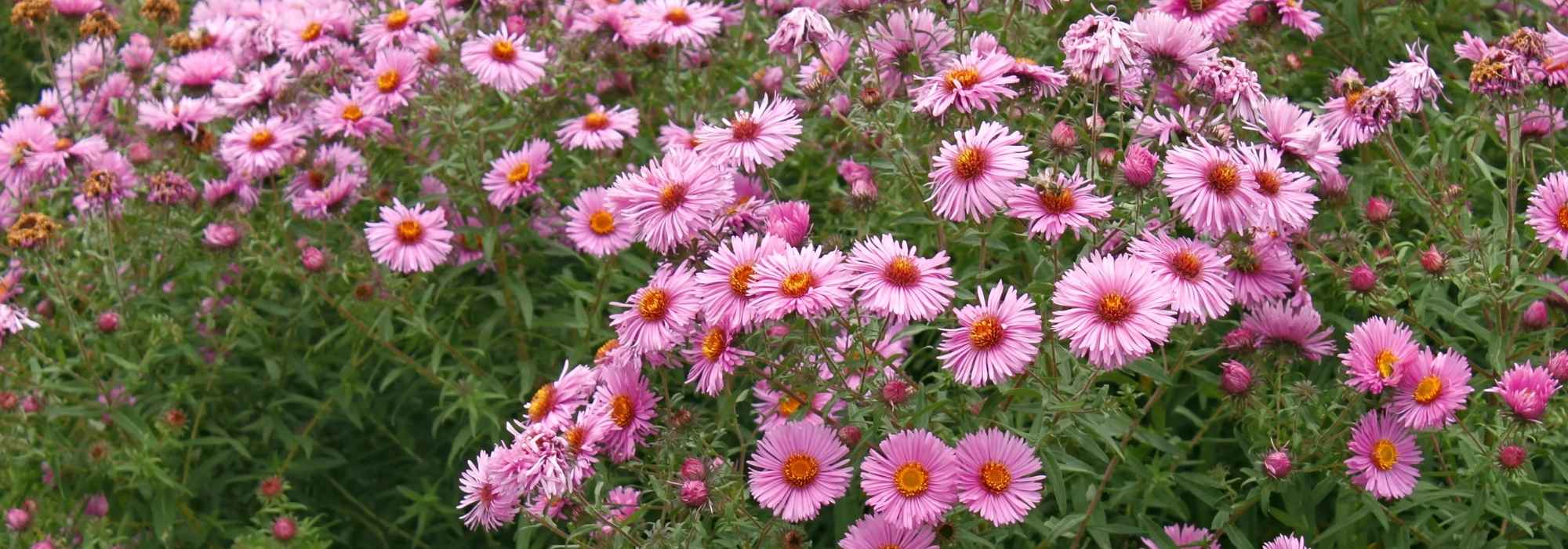 Quelles plantes choisir pour fleurir son jardin en automne ?